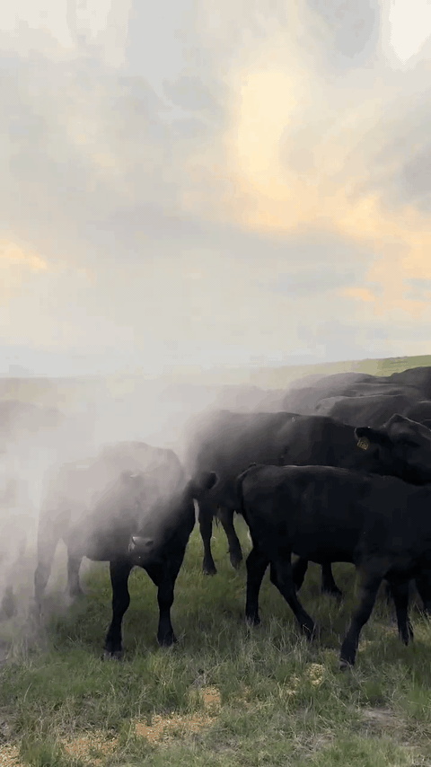 Fog covering a herd in a single pass from a UTV
